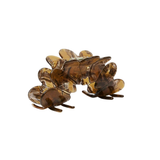 Haarklem Half Arc Amber Brown